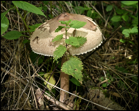 Ein Pilz am Waldboden