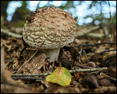 Ein Pilz auf blätterbelegtem Waldboden