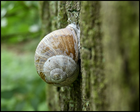 Eine Schnecke mit Haus an einem Baum