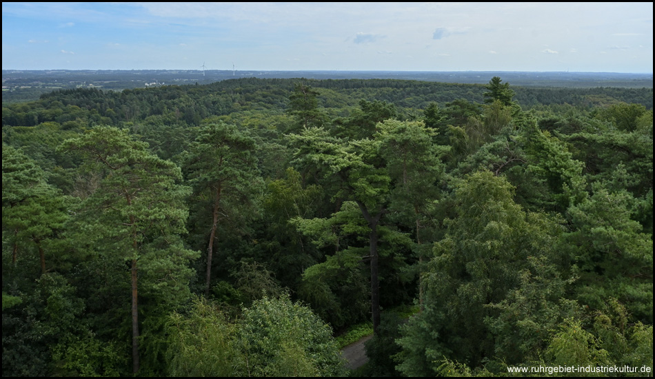 Blick vom Feuerwachtturm Rennberg über die Haard nach Norden