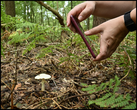 Zwei Hände am Bildrand halten ein Handy. Damit wird offenbar ein Pilz an einem Waldboden fotografiert