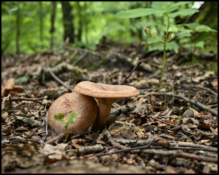 Pilze am Waldboden