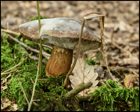 Pilz im Wald mit Moos