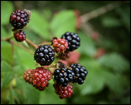 Brombeeren im Wald in Schwarz und Rot