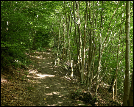 Ein Waldweg