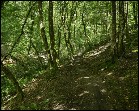 Deilbachsteig auf einem Waldweg