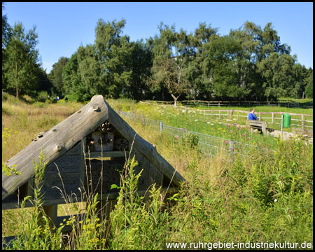 Insektenhotel und Wildblumenwiese an einer Pferdeweide