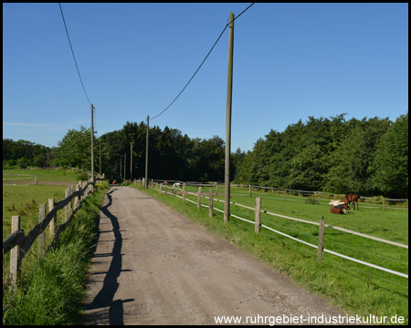 Breiter Weg führt in den Wald