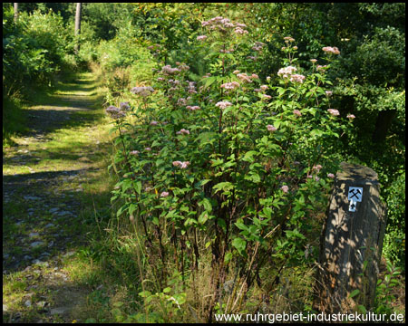 Waldweg mit Kräutern