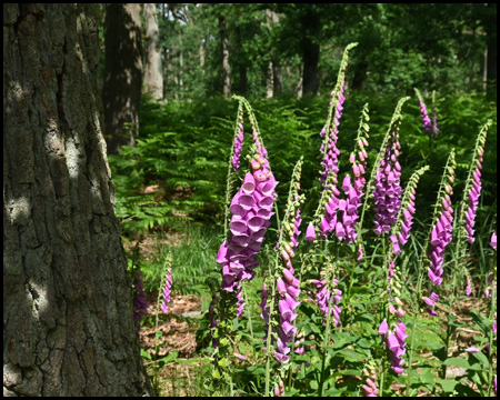 Fingerhut (Digitalis)