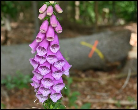 Digitalis Nahaufnahme