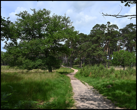 Moorerlebnisweg diersfordter Wald