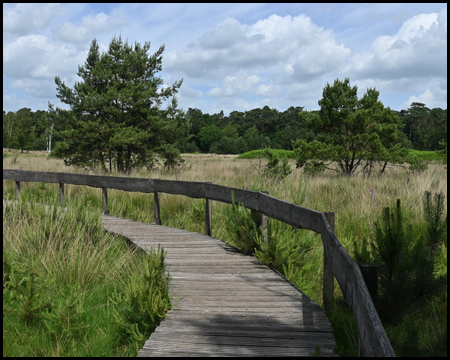 Bohlenweg im Diersfordter Moor