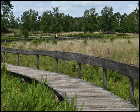 Bohlenweg im Diersfordter Moor