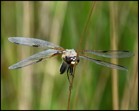 Libelle