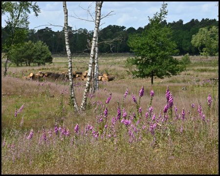 Stemker Heide