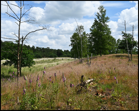 Stemker Heide