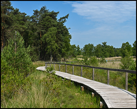 Geschwungener Holzsteg führt durch Moorlandschaft mit Kiefern im Hintergrund. Der Bohlenweg mit Geländer schlängelt sich durch hohes Gras und Heidevegetation unter einem bewölkten Himmel.