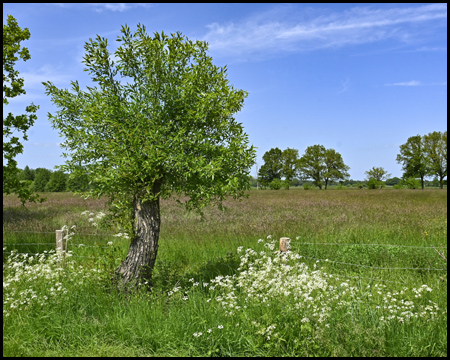 Kopfweide in der Heide