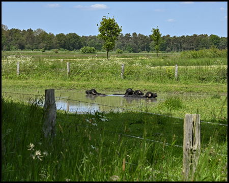 Wasserbüffel in der Dingdener Heide