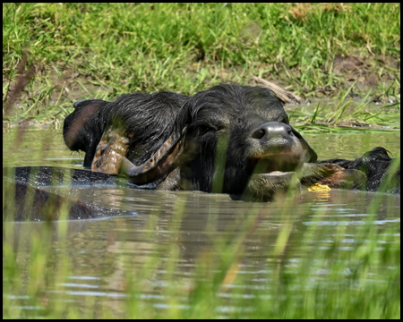 Ein Wasserbüffel im Wasserloch