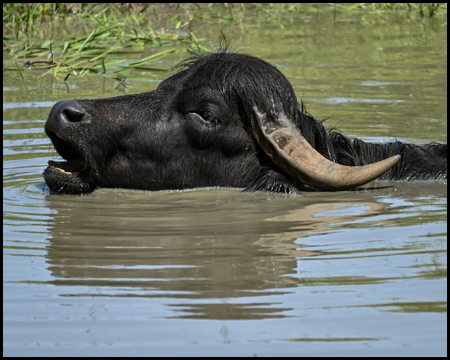 Kopf eines Wasserbüffels im Wasser