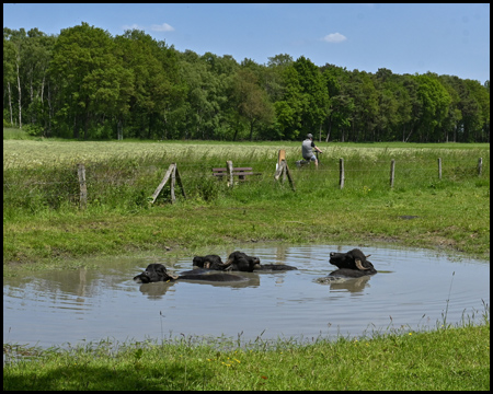 Eine kleine Herde Wasserbüffel im Wasser