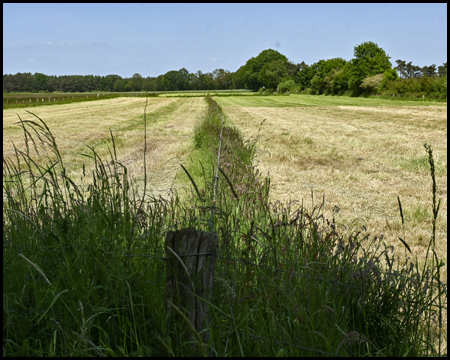 Ein Feld mit Gräsern im Vordergrund