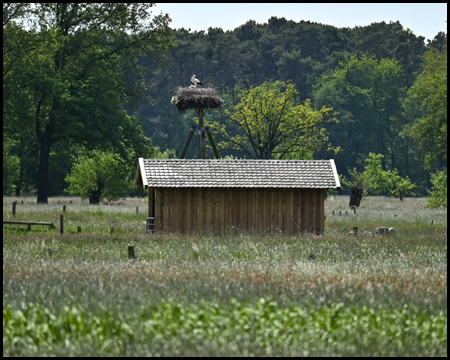 Storchennest