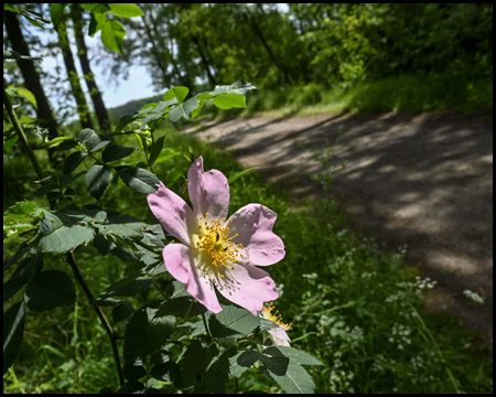 Wildrose im Wald