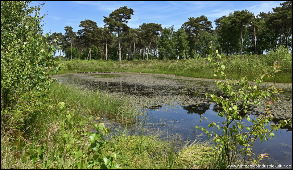 Ein Biotop in der Dingdener Heide in Hamminkeln