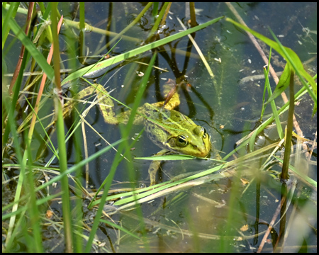 Ein Frosch im Wasser