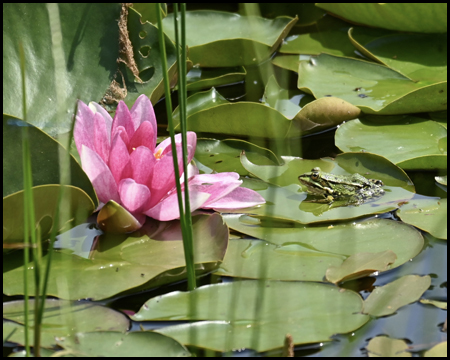 Frosch auf Seerose mit Blüte