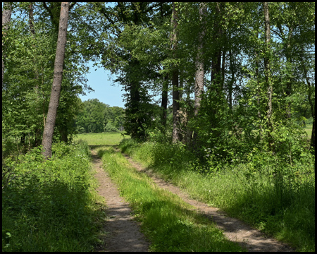 Ein Waldweg