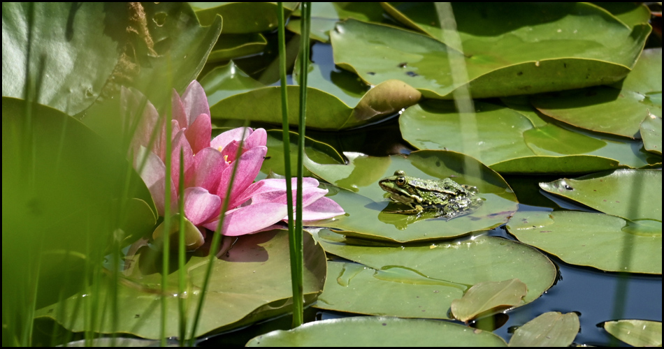 Frosch auf einem Seerosenblatt und rosafarbene Blüte