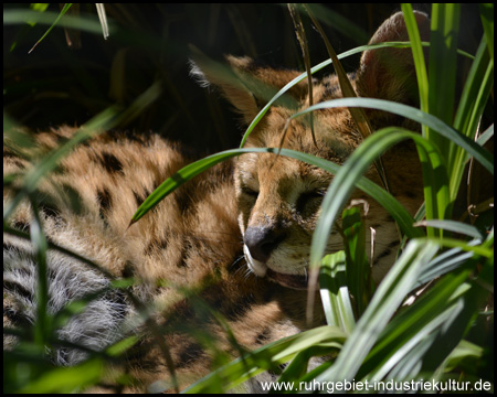 Serval versteckt sich im Gras (Tele-Aufnahme)
