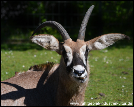 Antilopenart im Afrika-Bereich