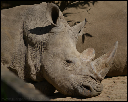 Nashorn mit dem namensgebenden Horn auf der Nase