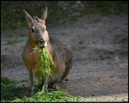 Dortmunder Zoo