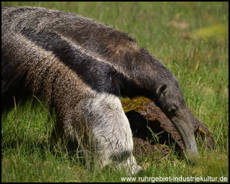 Ameisenbär, Tamandua, das Wappentier des Zoos