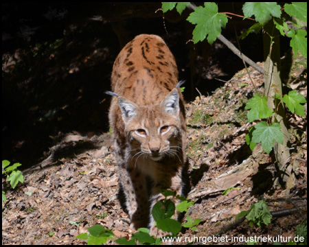 Weil der Luchs so beeindruckend ist, noch einmal...