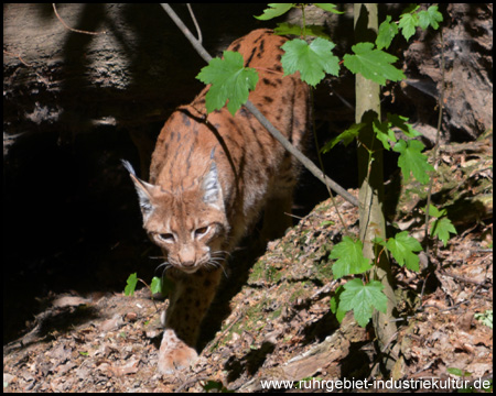 Beobachtungen in der Luchs-Schlucht (Tele-Aufnahme)