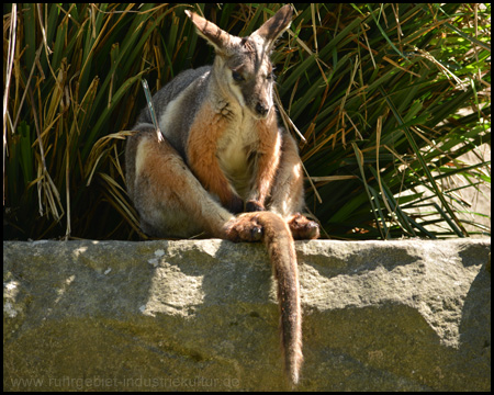 Im begehbaren Känguru-Gehege auf Tuchfühlung mit Beuteltieren