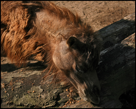 Antizyklischer Rundweg: Kamel schubbelt sich am Holz