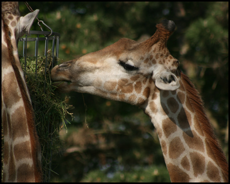 Hochgehängter Futterkorb am Giraffenhaus