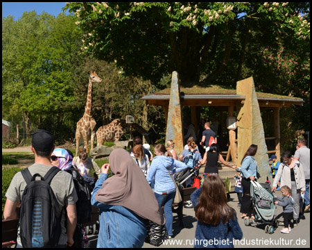 Aussichtsplattform bei den Giraffen mit regem Interesse