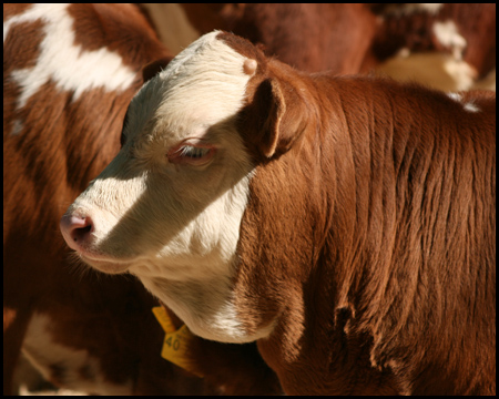 Rinder im Westfälischen Bauernhof