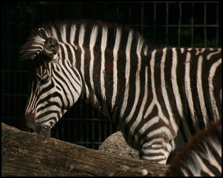 Gleich nebenan: Prächtiges Zebra