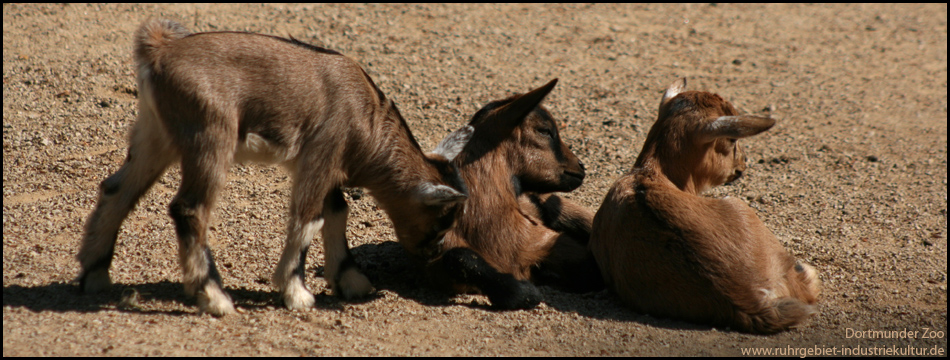 Zoo Dortmund