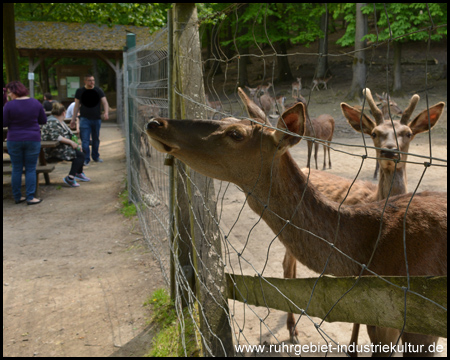 Wildgehege Hohenstein in Witten